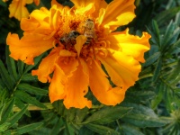 Two Bees On A Flower