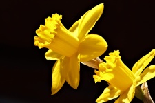 Two Daffodils On Black