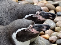 Two Resting Penguins