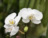Two White Orchids