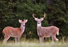 Two White-tail Buck Deer