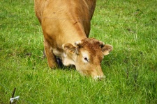 Cow Kneeling In The Meadow