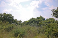 Vegetation With Bushes And Trees
