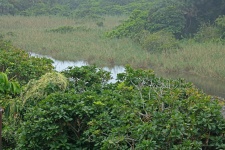 View Of Lagoon Over Vegetation