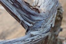 Vineyard Wooden Texture