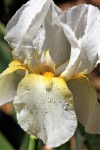 White Bearded Iris After A Rain