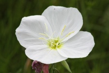 White Evening Primrose Wildflower