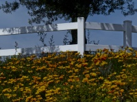 White Fence And Flowers