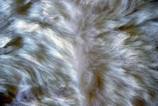 White Grey Fur 3