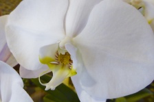 White Orchid Phalaenopsis Amabilis