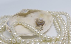 White Pearls And Shells