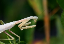 White Praying Mantis Close-up
