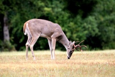 White-tail Buck Eating Grass