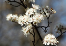 White Tree Blossoms In Spring