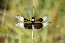 Widow Skimmer Dragonfly Close-up