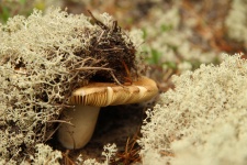 Wild Mushroom