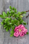 Wild Rose On Wooden Background