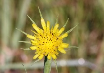 Wild Salsify Wildflower Close-up