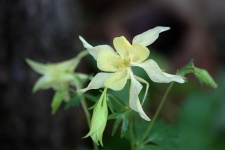 Yellow Columbine Flower Close-up