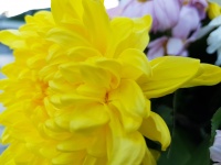 Yellow Dahlia Petals