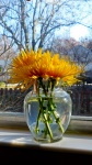 Yellow Flower In Glass Vase