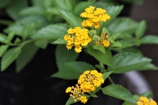 Yellow Lantana Flowers
