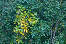 Yellow Leaves Among Green Foliage