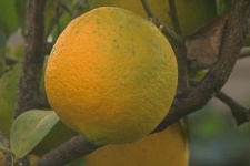 Yellow Lemon On A Tree