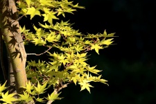 Yellow Maple Leaves In Fall