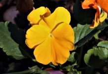 Yellow Pansy Close-up