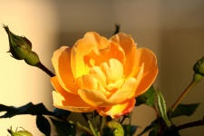 Yellow Rose Close-up