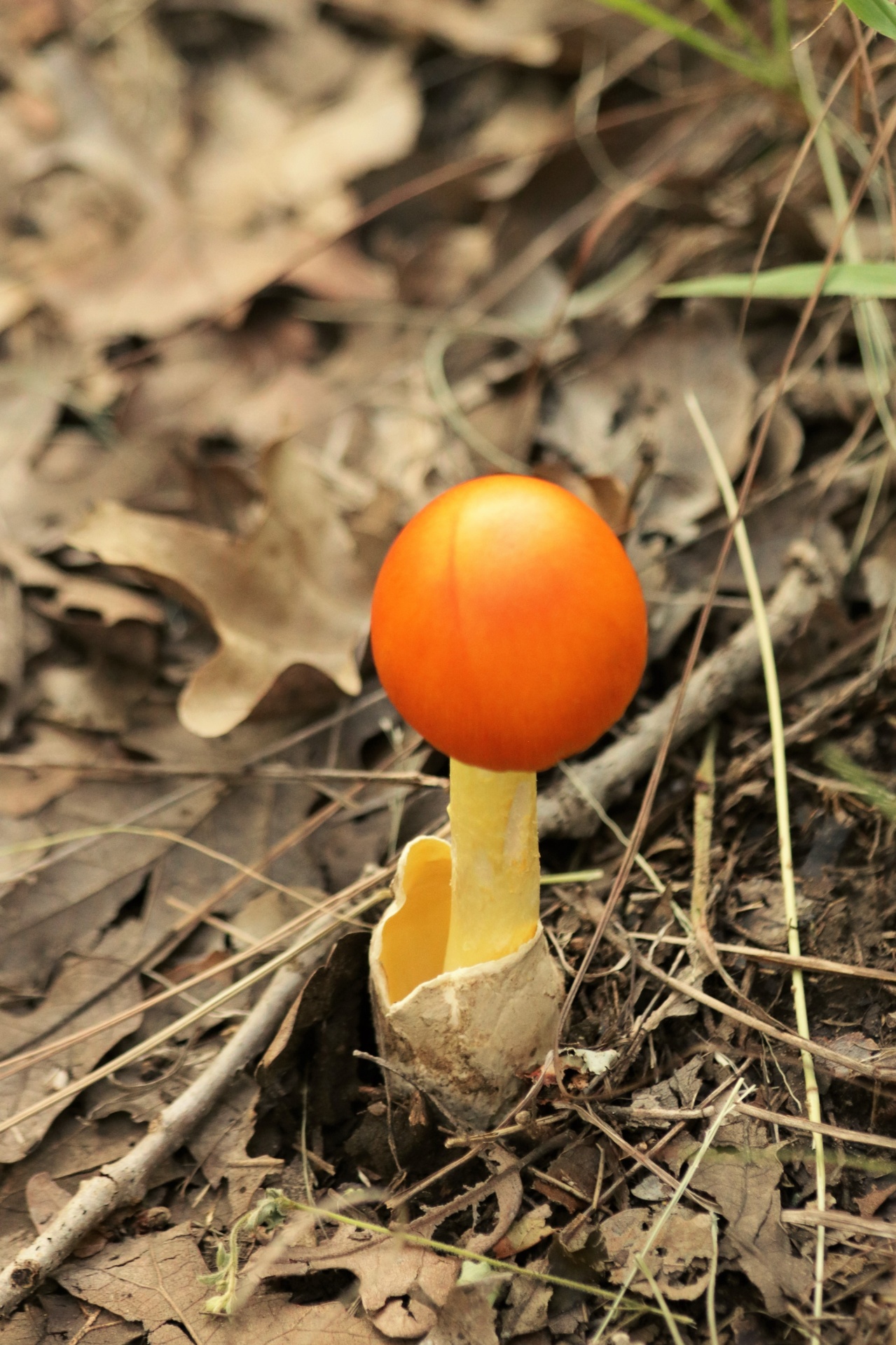 A bright orange amanita jacksonii mushroom is emerging from its white volva among dead leaves and sticks in early spring.