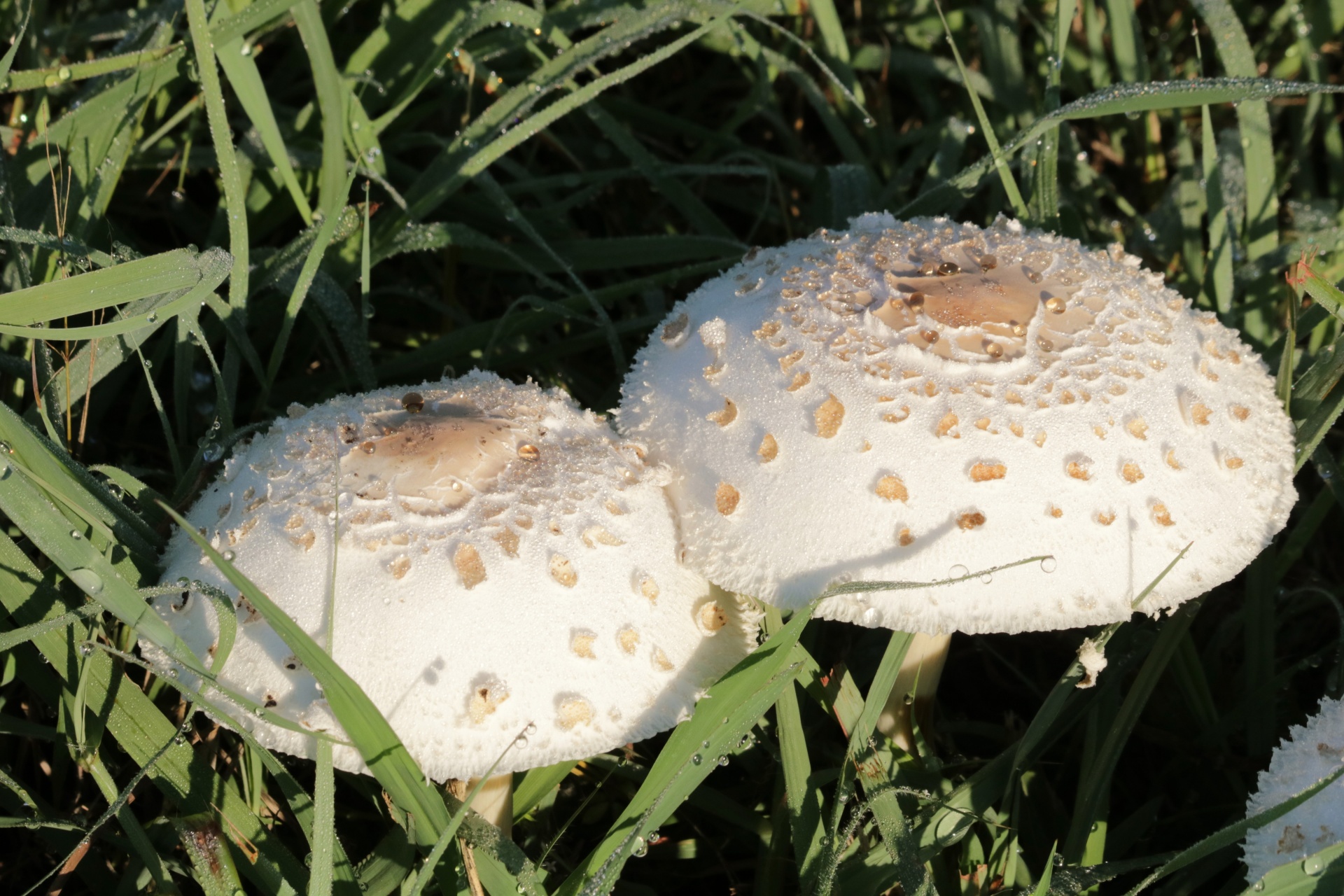 Amanita Mushrooms And Morning Dew