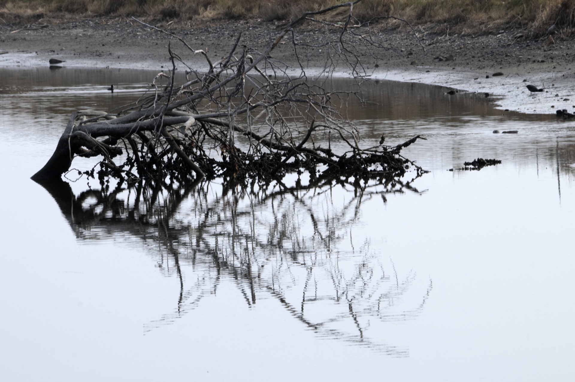 Bare Fallen Tree In Water Reflection