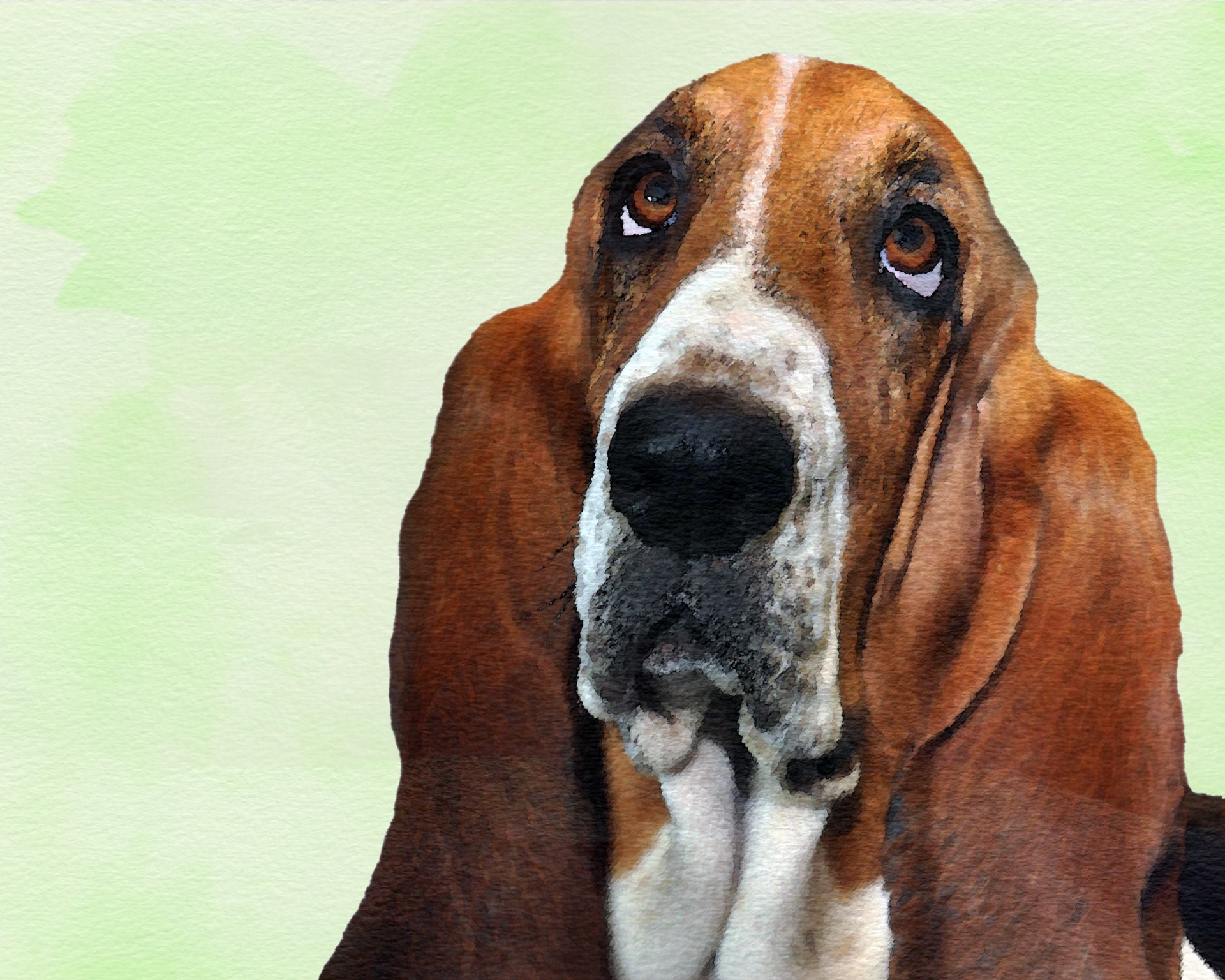 Basset Hound Dog Watercolor
