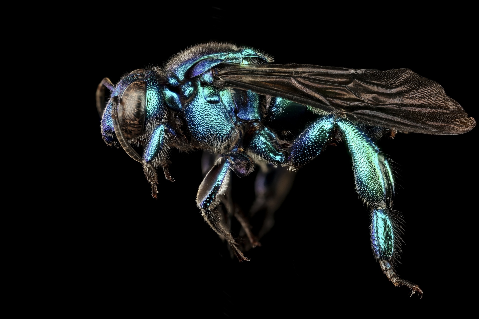 Macro View of a Mounted Bee