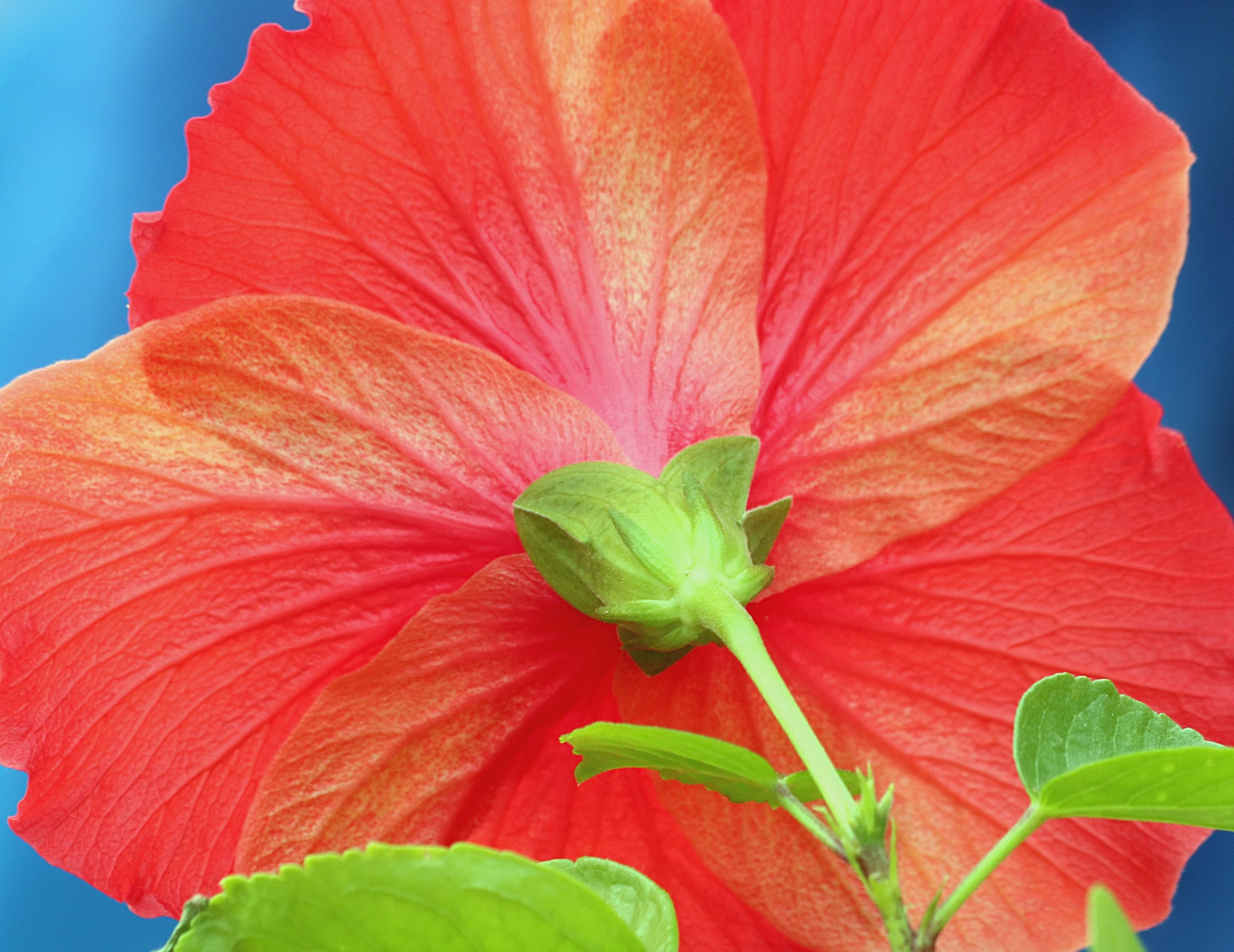 Behind A Red Hibiscus Close-up