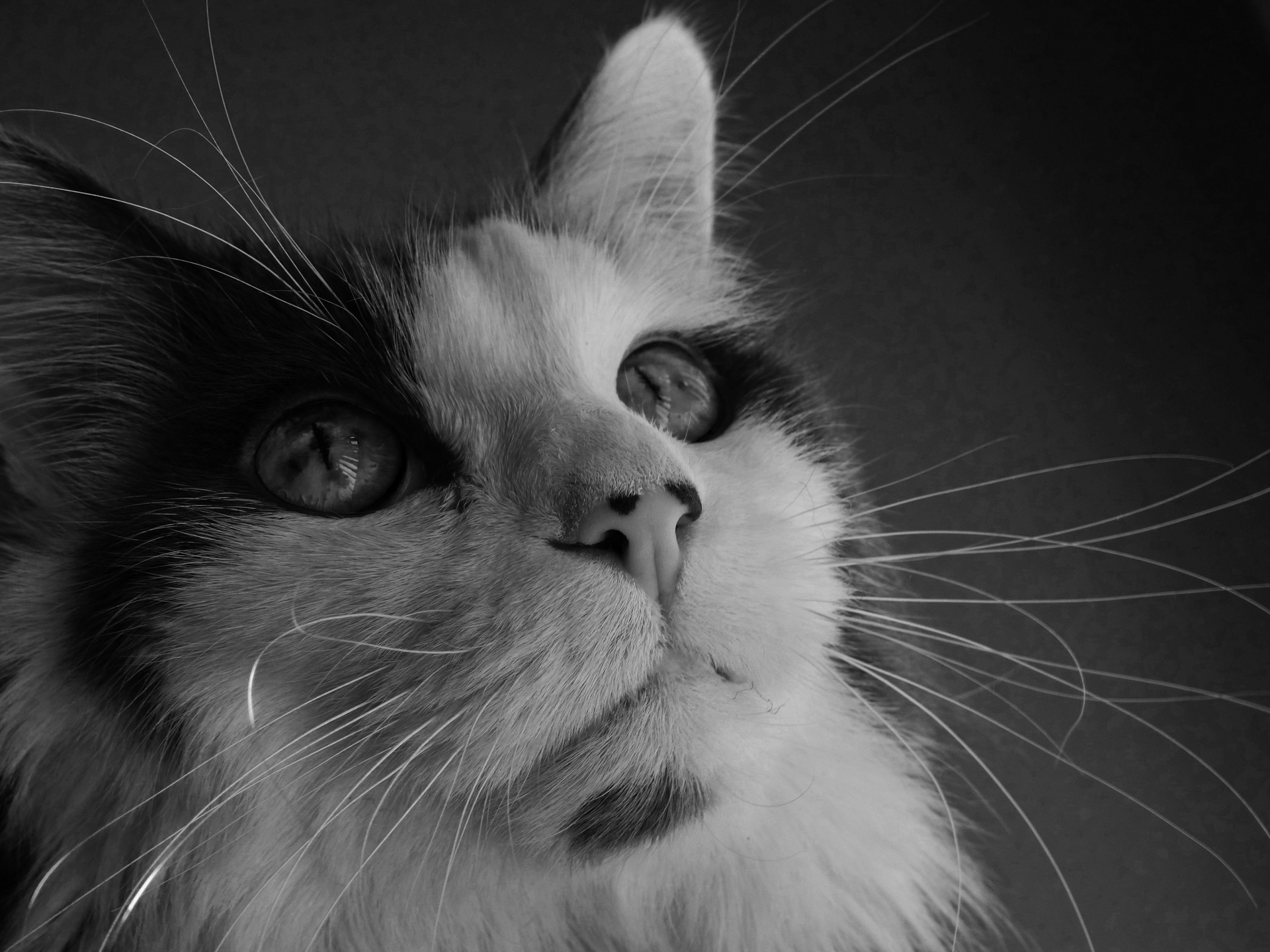 American Longhair cat face portrait in Black and White