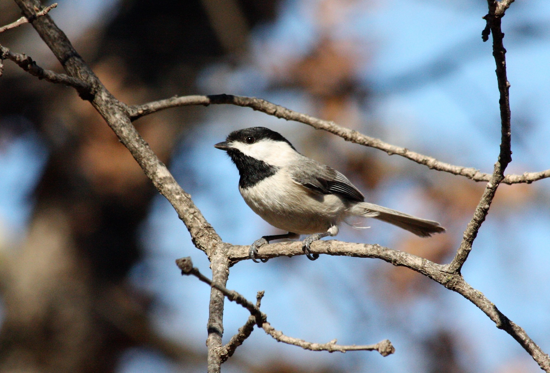 A cute little black-capped chickadee sits on a tree branch, framed by the branches, on a blue sky background in winter.