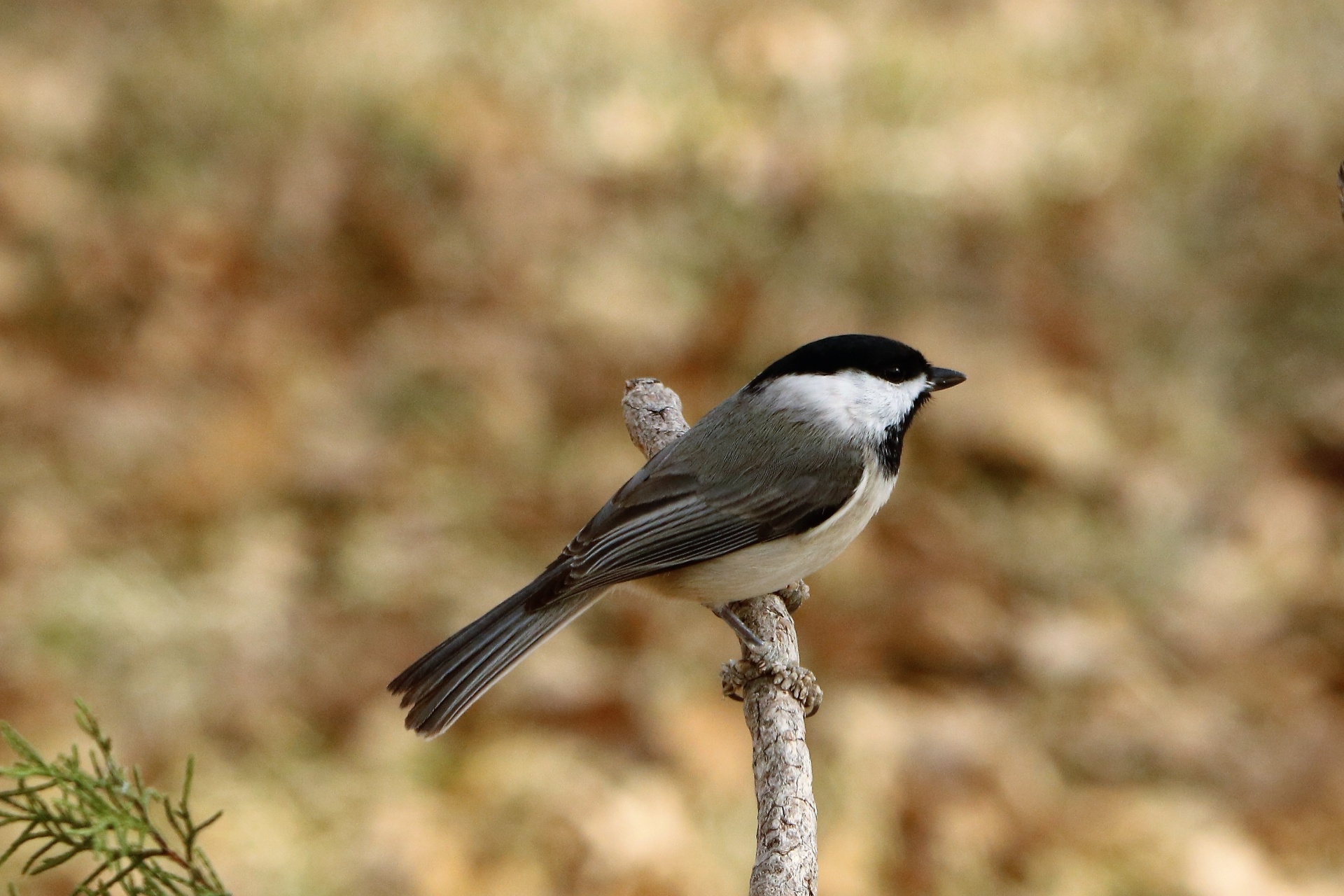 Close-up of a cute little black-capped chickadee as he sits on a tree branch with a beautiful fall bokeh background.