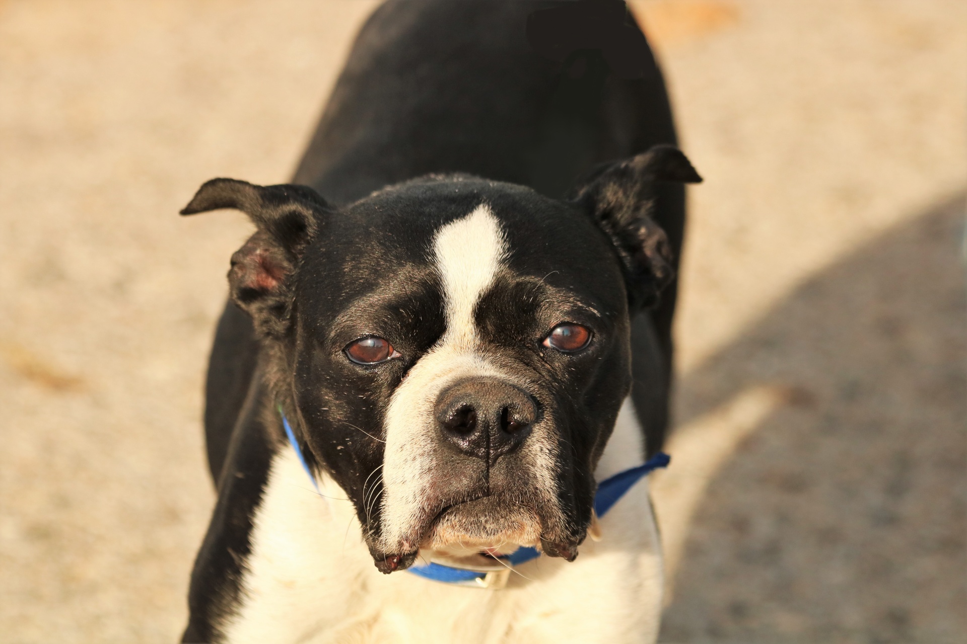 Close-up of the face of a Boston terrier dog, looking directly into the camera.
