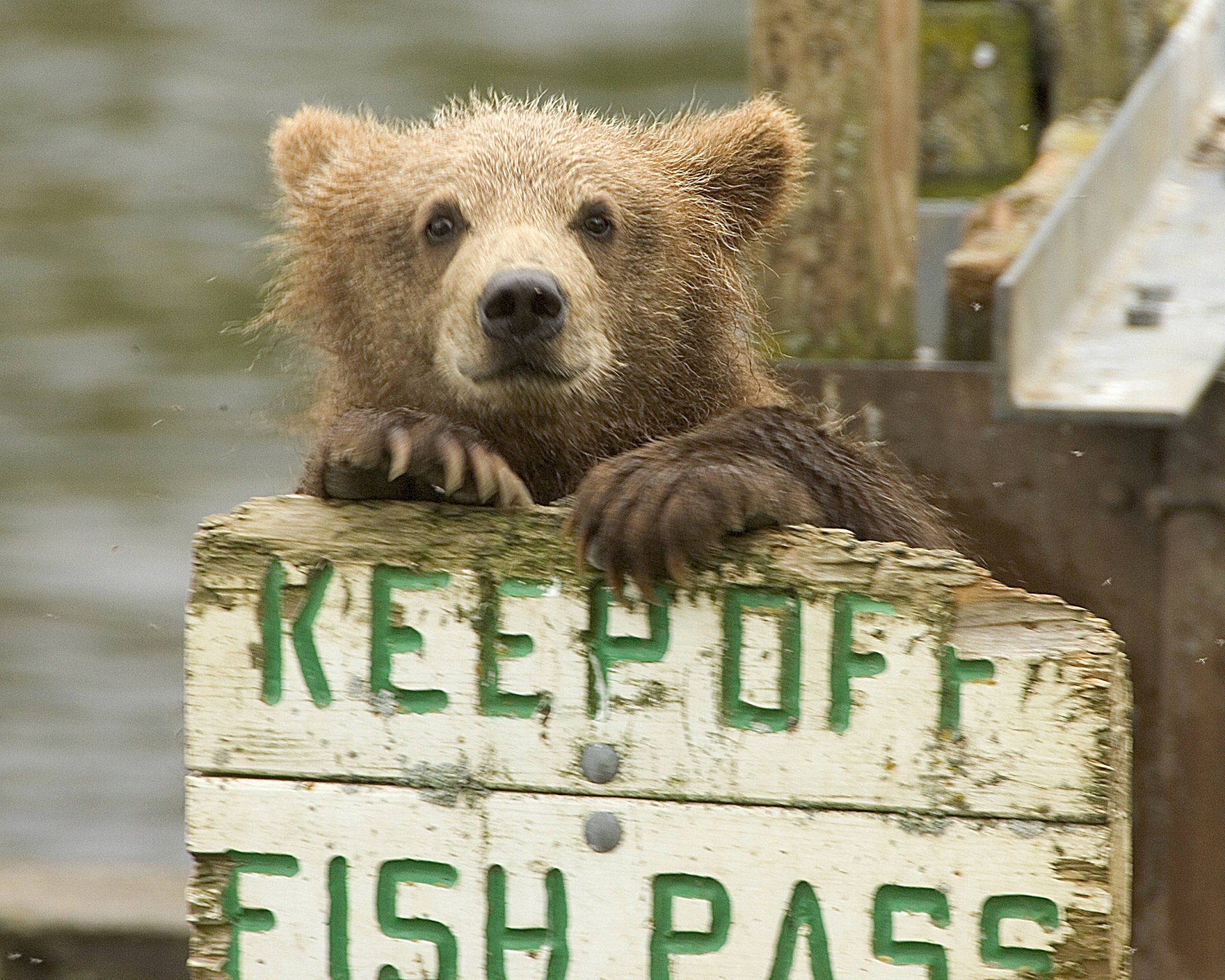 Brown Bear Cub Standing By a Sign