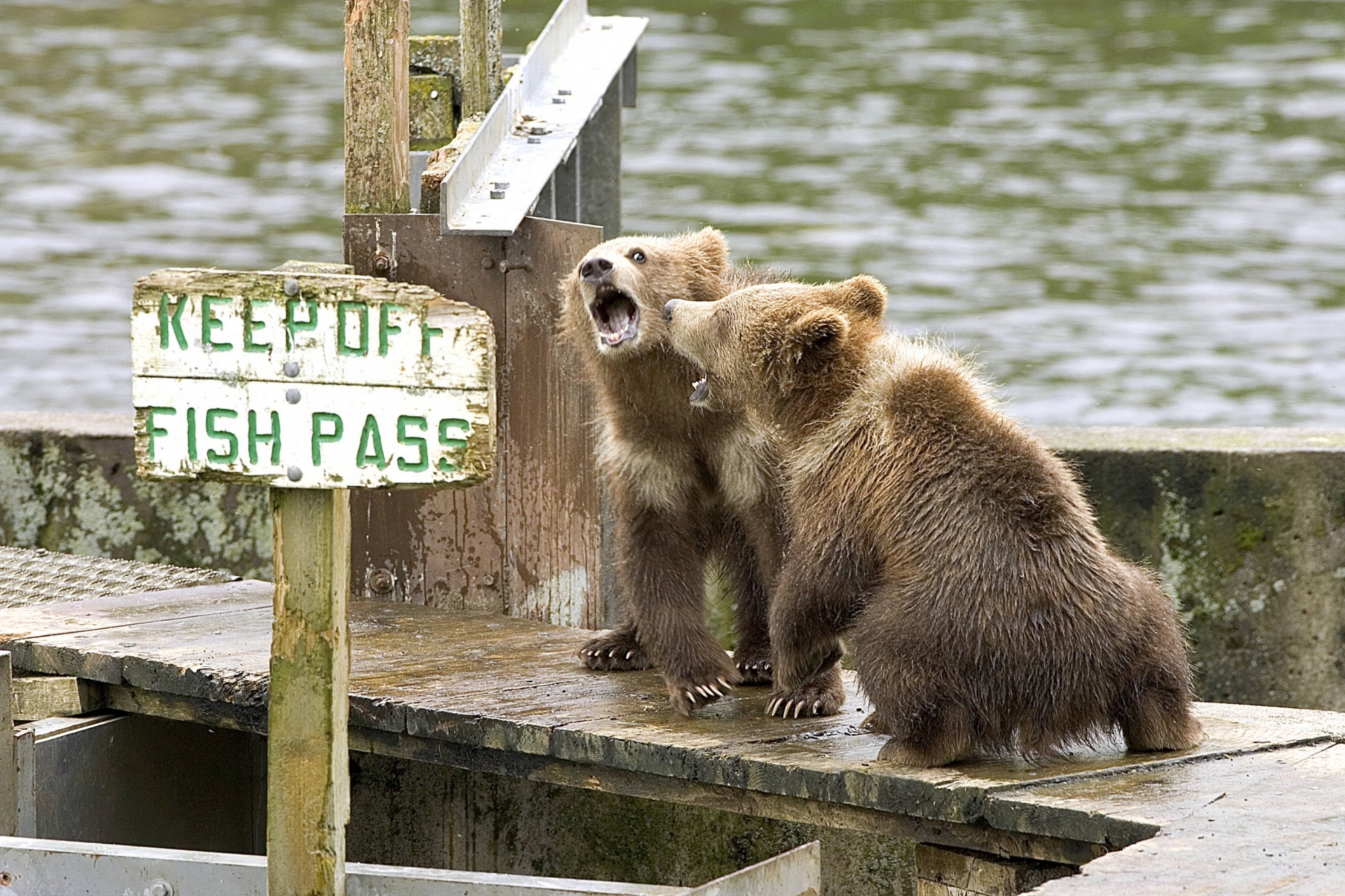 Brown Bear Cubs Playing on a Dock