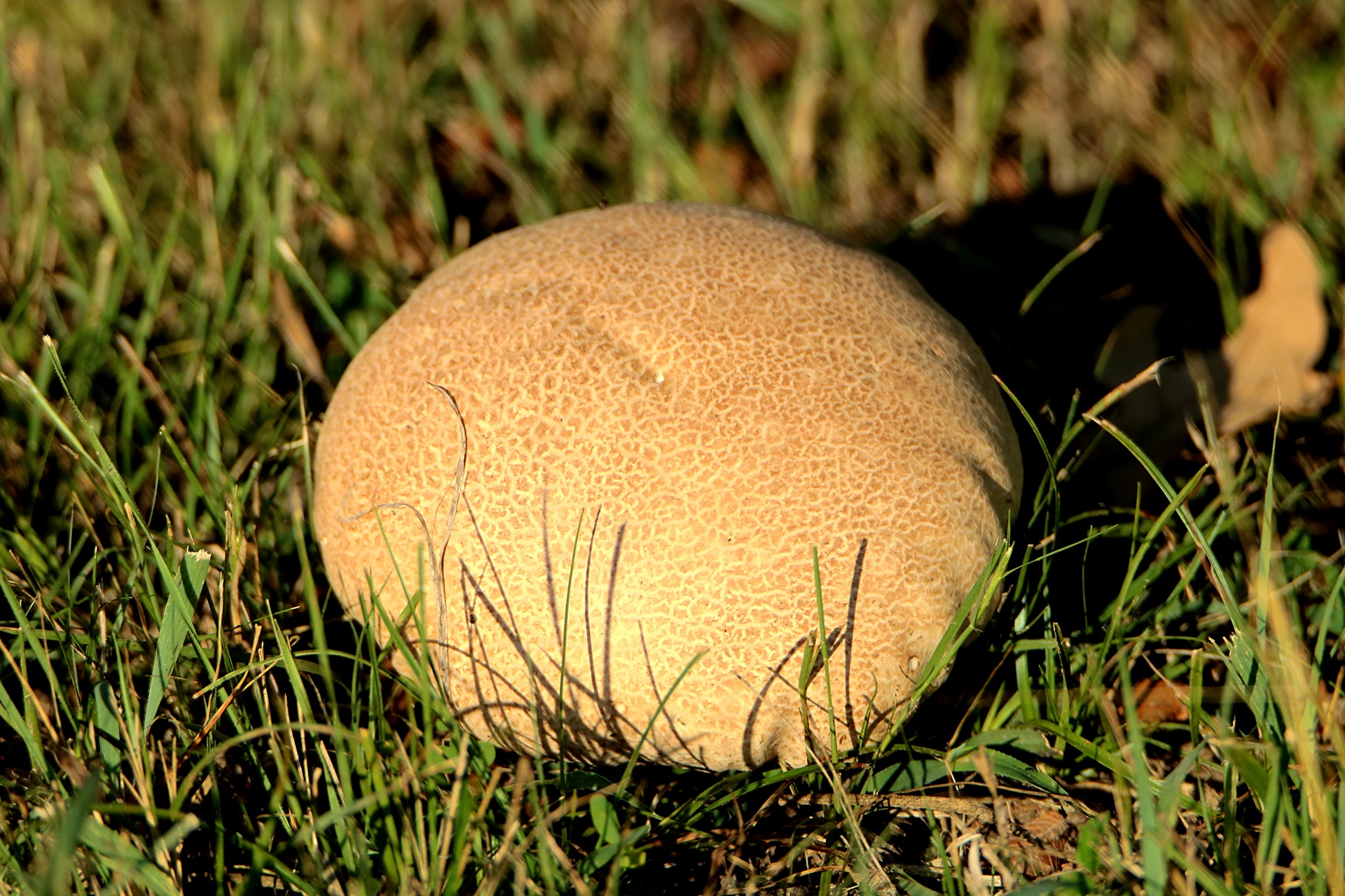 Brown Puffball Mushroom In Grass