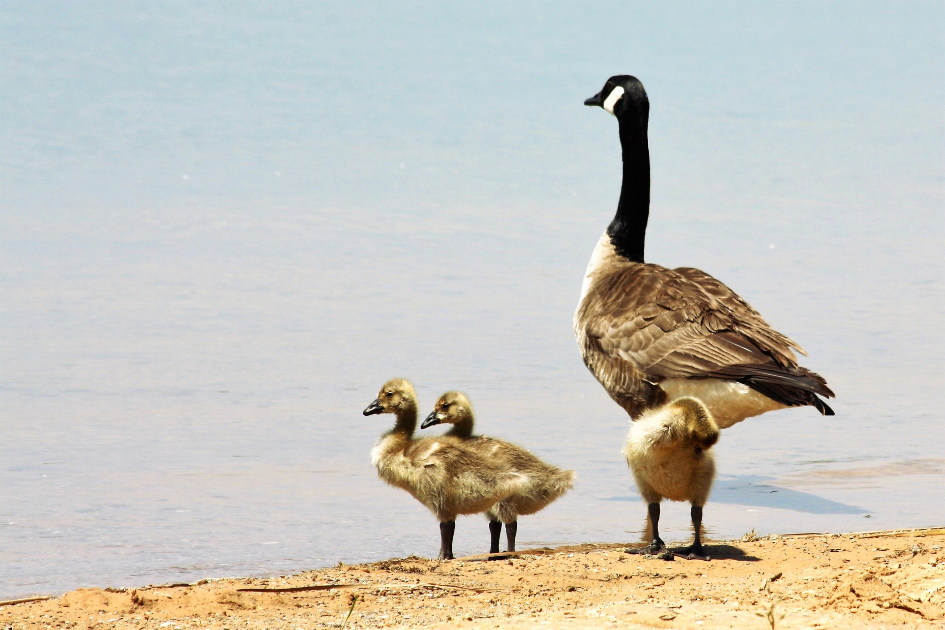A mother Canada goose and her three little yellow goslings are standing on the sandy shore of a lake, looking out over the blue water.