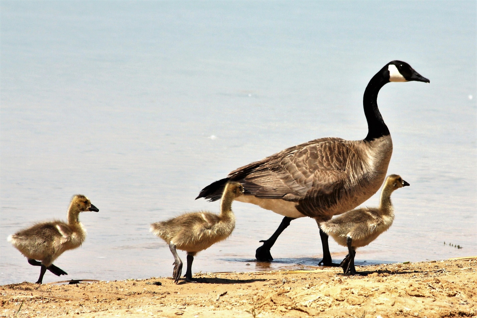 Canada Goose And Gosling Walking