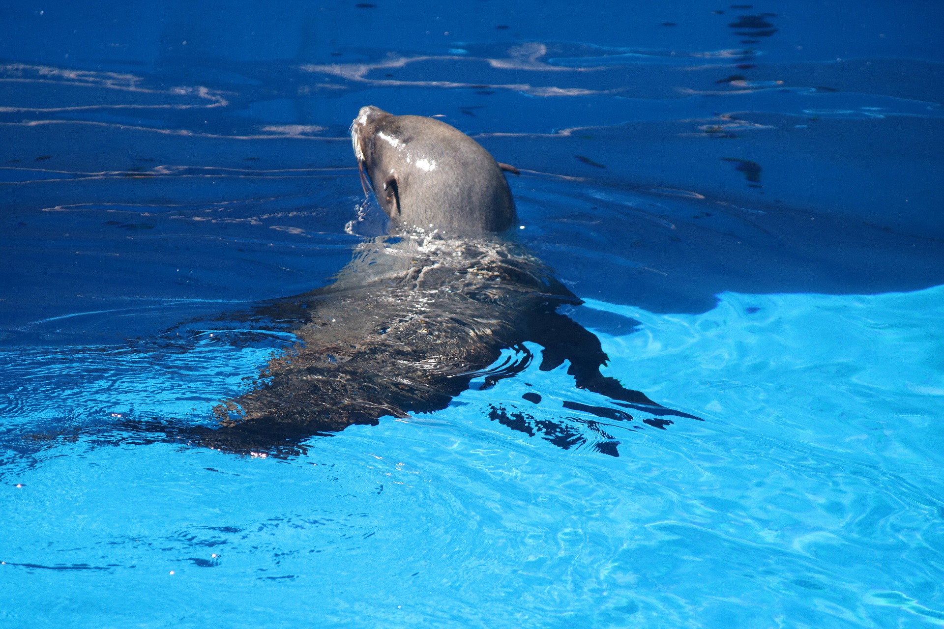 Cape Fur Seal In Water