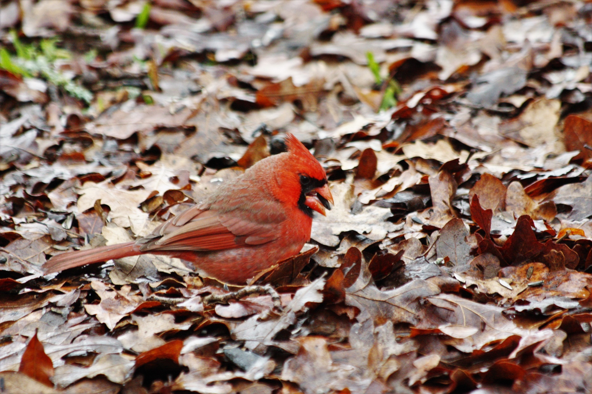 Cardinal In Autumn Leaves