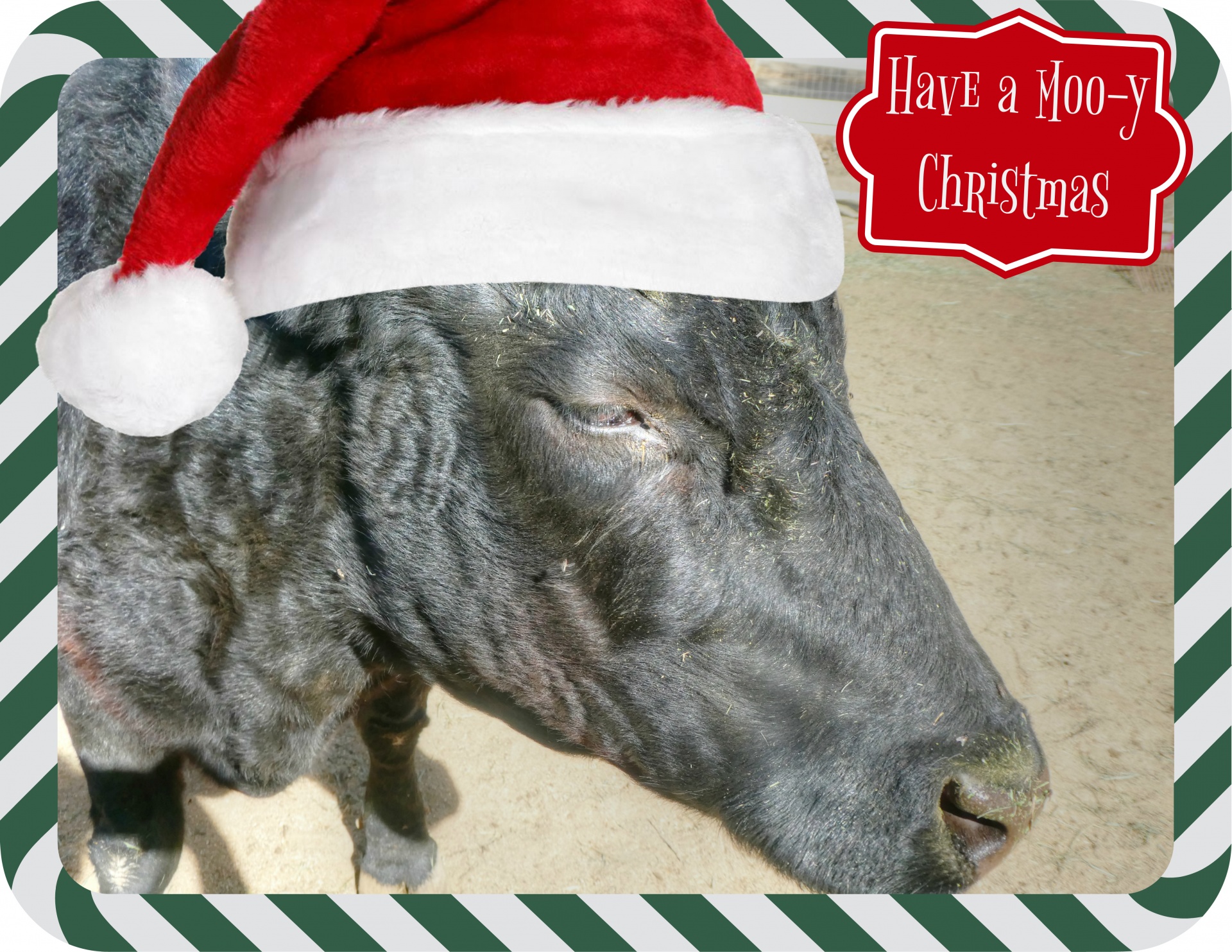 face of a black cow with Santa cap and greeting