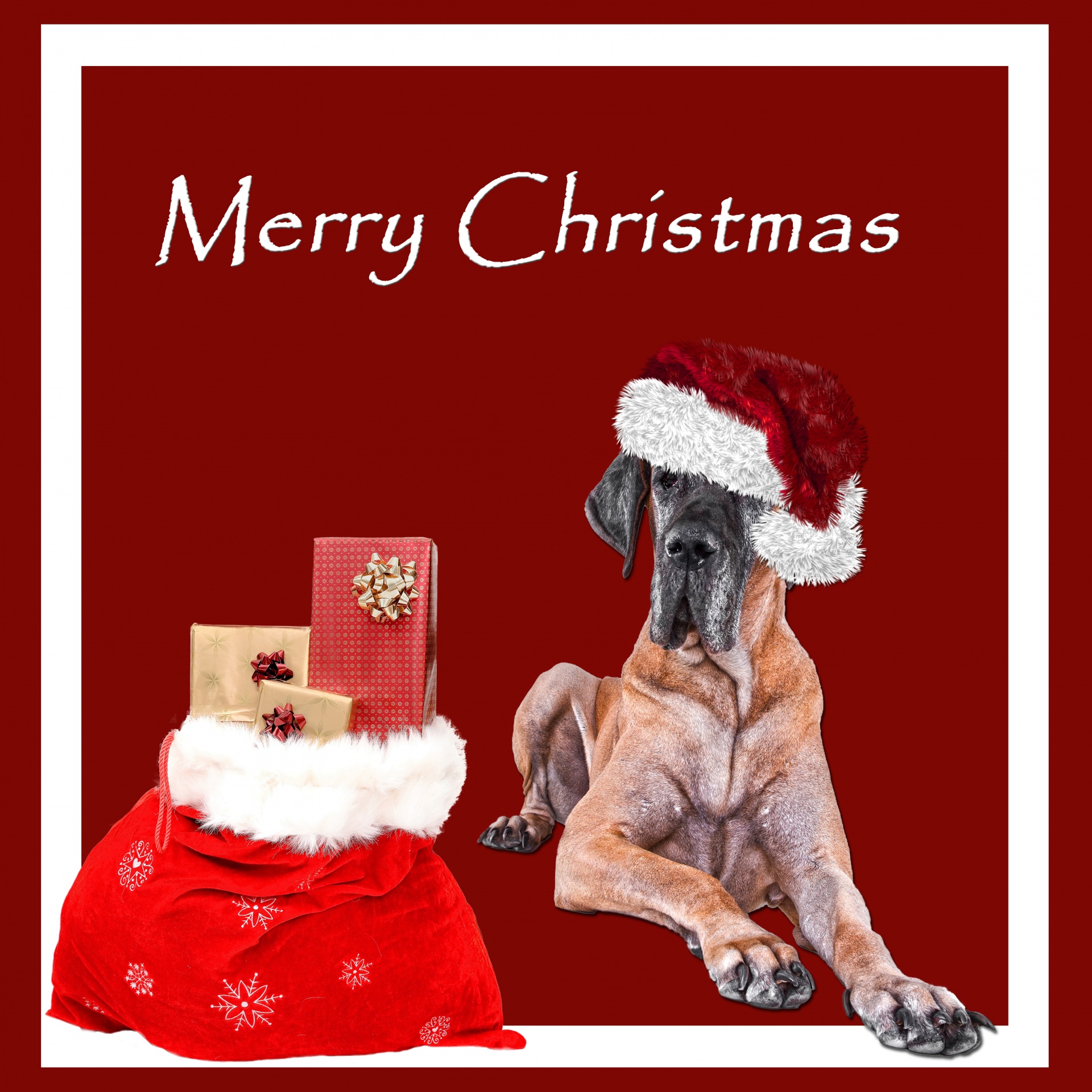 Great Dane dog in Christmas hat with sack of gifts card template